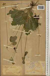 Primula cortusoides L., Eastern Europe, Eastern region (E10) (Russia)