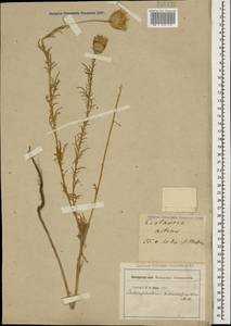Callicephalus nitens (M. Bieb. ex Willd.) C. A. Mey., Caucasus, Georgia (K4) (Georgia)
