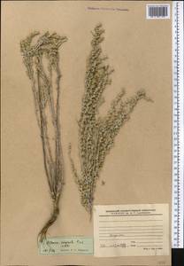 Artemisia compacta Fisch. ex Besser, Middle Asia, Western Tian Shan & Karatau (M3)
