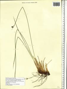 Juncus beringensis Buchenau, Siberia, Chukotka & Kamchatka (S7) (Russia)