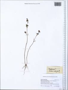 Halenia elliptica D. Don, South Asia, South Asia (Asia outside ex-Soviet states and Mongolia) (ASIA) (Nepal)