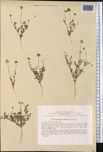 Microcephala lamellata (Bunge) Pobed., Middle Asia, Syr-Darian deserts & Kyzylkum (M7) (Uzbekistan)