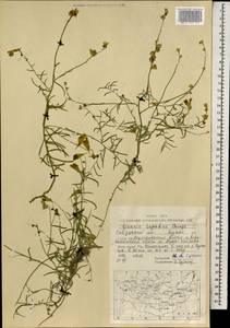 Linaria hepatica Bunge ex Ledeb., Mongolia (MONG) (Mongolia)