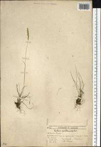 Koeleria askoldensis Roshev., Siberia, Russian Far East (S6) (Russia)