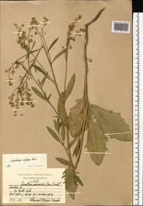 Sisymbrium volgense M. Bieb. ex E. Fourn., Eastern Europe, Moscow region (E4a) (Russia)