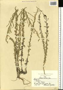 Artemisia austriaca Jacq., Eastern Europe, Central region (E4) (Russia)