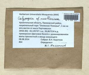 Calypogeia muelleriana (Schiffn.) Müll. Frib., Bryophytes, Bryophytes - European North East (B7) (Russia)