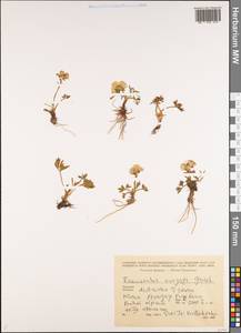 Ranunculus dissectus subsp. aragazii (Grossh.) Bulany & Derv.-Sokol., Caucasus, Armenia (K5) (Armenia)