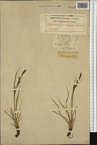 Carex bigelowii Torr. ex Schwein., Western Europe (EUR) (Sweden)