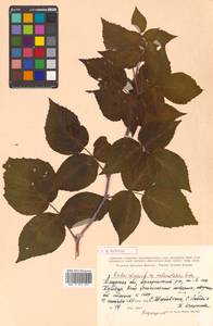 Rubus idaeus subsp. melanolasius Focke, Siberia, Russian Far East (S6) (Russia)