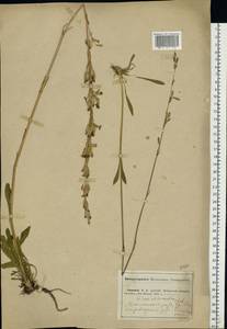 Silene chlorantha (Willd.) Ehrh., Eastern Europe, Middle Volga region (E8) (Russia)