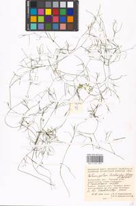 Potamogeton trichoides Cham. & Schltdl., Eastern Europe, Moscow region (E4a) (Russia)