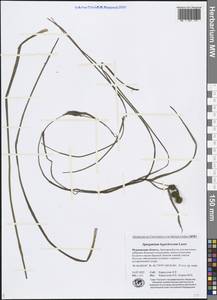 Sparganium hyperboreum Laest. ex Beurl., Eastern Europe, Northern region (E1) (Russia)