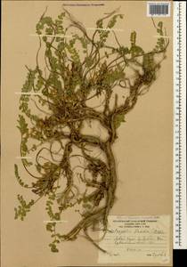 Astragalus frickii Bunge, Caucasus, South Ossetia (K4b) (South Ossetia)