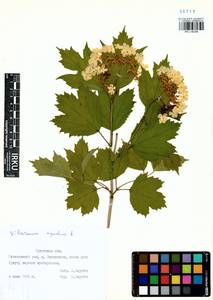 Viburnum opulus L., Siberia, Baikal & Transbaikal region (S4) (Russia)