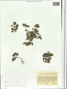 Viola sacchalinensis H. Boissieu, Siberia, Russian Far East (S6) (Russia)