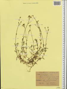 Cerastium arvense L., Eastern Europe, Moscow region (E4a) (Russia)