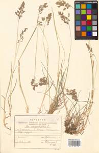 Poa angustifolia L., Siberia, Russian Far East (S6) (Russia)