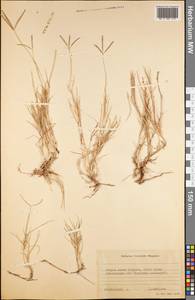 Poaceae, America (AMER) (South Georgia and the South Sandwich Islands)