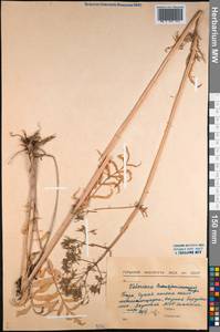 Valeriana transjenisensis Kreyer, Siberia, Yakutia (S5) (Russia)