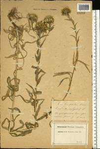 Carlina vulgaris L., Eastern Europe, Moscow region (E4a) (Russia)