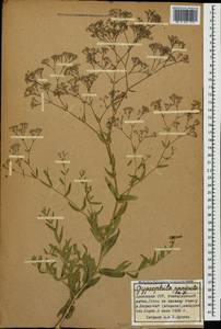 Gypsophila paniculata L., Caucasus, Armenia (K5) (Armenia)