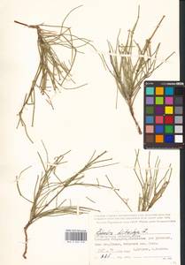 Ephedra distachya L., Eastern Europe, Lower Volga region (E9) (Russia)