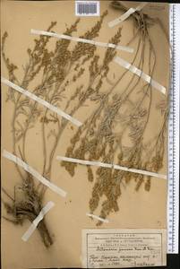 Artemisia juncea Kar. & Kir., Middle Asia, Western Tian Shan & Karatau (M3) (Kazakhstan)