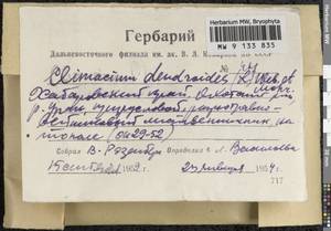 Climacium dendroides (Hedw.) F. Weber & D. Mohr, Bryophytes, Bryophytes - Russian Far East (excl. Chukotka & Kamchatka) (B20) (Russia)