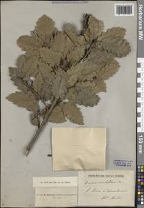 Quercus petraea subsp. iberica (Steven ex M.Bieb.) Krassiln., Caucasus (no precise locality) (K0) (Not classified)