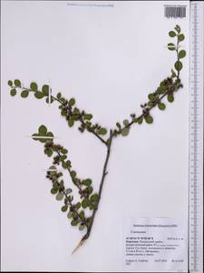 Cotoneaster, Middle Asia, Western Tian Shan & Karatau (M3) (Kyrgyzstan)
