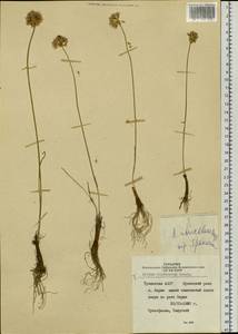 Allium ubsicola Regel, Siberia, Altai & Sayany Mountains (S2) (Russia)