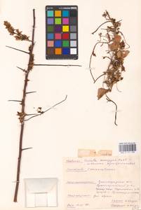 Cuscuta monogyna Vahl, Eastern Europe, Lower Volga region (E9) (Russia)