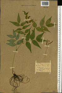 Lathyrus vernus (L.)Bernh., Eastern Europe, Middle Volga region (E8) (Russia)