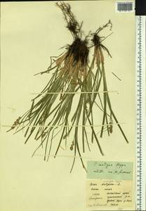 Carex spicata subsp. spicata, Siberia, Altai & Sayany Mountains (S2) (Russia)