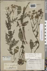 Jacobaea ferganensis (Schischk.) B.Nord., Eastern Europe, Rostov Oblast (E12a) (Russia)