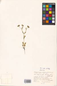 Valerianella locusta (L.) Laterr., Eastern Europe, Moscow region (E4a) (Russia)