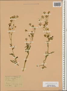 Senecio vernalis Waldst. & Kit., Caucasus, Armenia (K5) (Armenia)