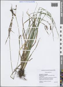 Carex panicea L., Eastern Europe, Moscow region (E4a) (Russia)