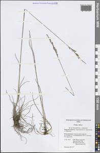 Festuca rubra L., Eastern Europe, North-Western region (E2) (Russia)