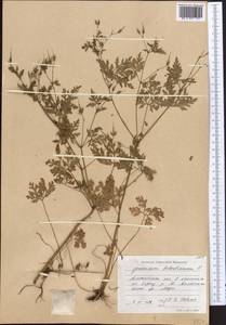 Geranium robertianum L., Middle Asia, Northern & Central Tian Shan (M4) (Kazakhstan)