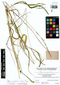 Elymus pendulinus (Nevski) Tzvelev, Siberia, Baikal & Transbaikal region (S4) (Russia)