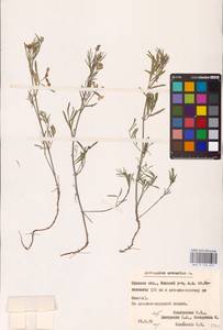 Astragalus arenarius L., Eastern Europe, Belarus (E3a) (Belarus)