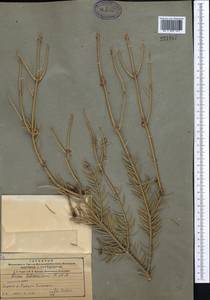 Picea schrenkiana, Middle Asia, Northern & Central Tian Shan (M4) (Kazakhstan)