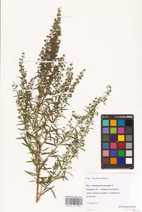 Artemisia dracunculus L., Eastern Europe, North-Western region (E2) (Russia)