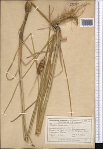 Typha laxmannii Lepech., Middle Asia, Muyunkumy, Balkhash & Betpak-Dala (M9) (Kazakhstan)