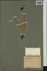 Carex atrata L., Western Europe (EUR) (Slovenia)