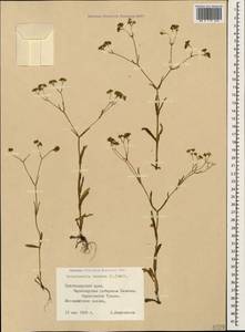 Valerianella dentata (L.) Pollich, Caucasus, Black Sea Shore (from Novorossiysk to Adler) (K3) (Russia)