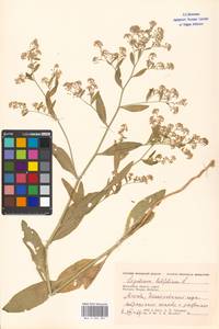 Lepidium latifolium L., Eastern Europe, Moscow region (E4a) (Russia)