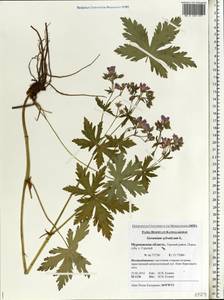 Geranium sylvaticum L., Eastern Europe, Northern region (E1) (Russia)